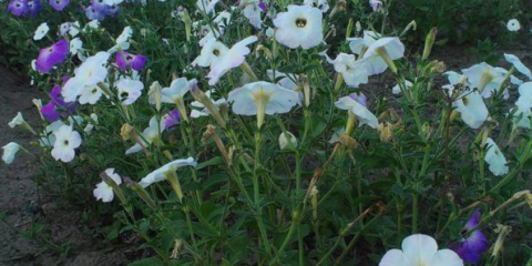 Malá útulná a oblíbená chata